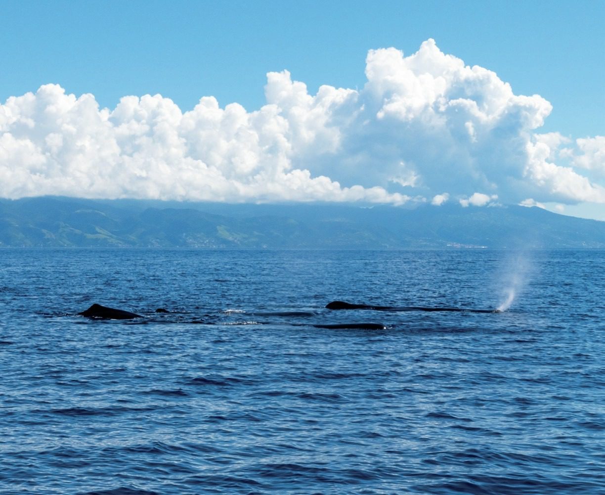 Sperm whales on the surface