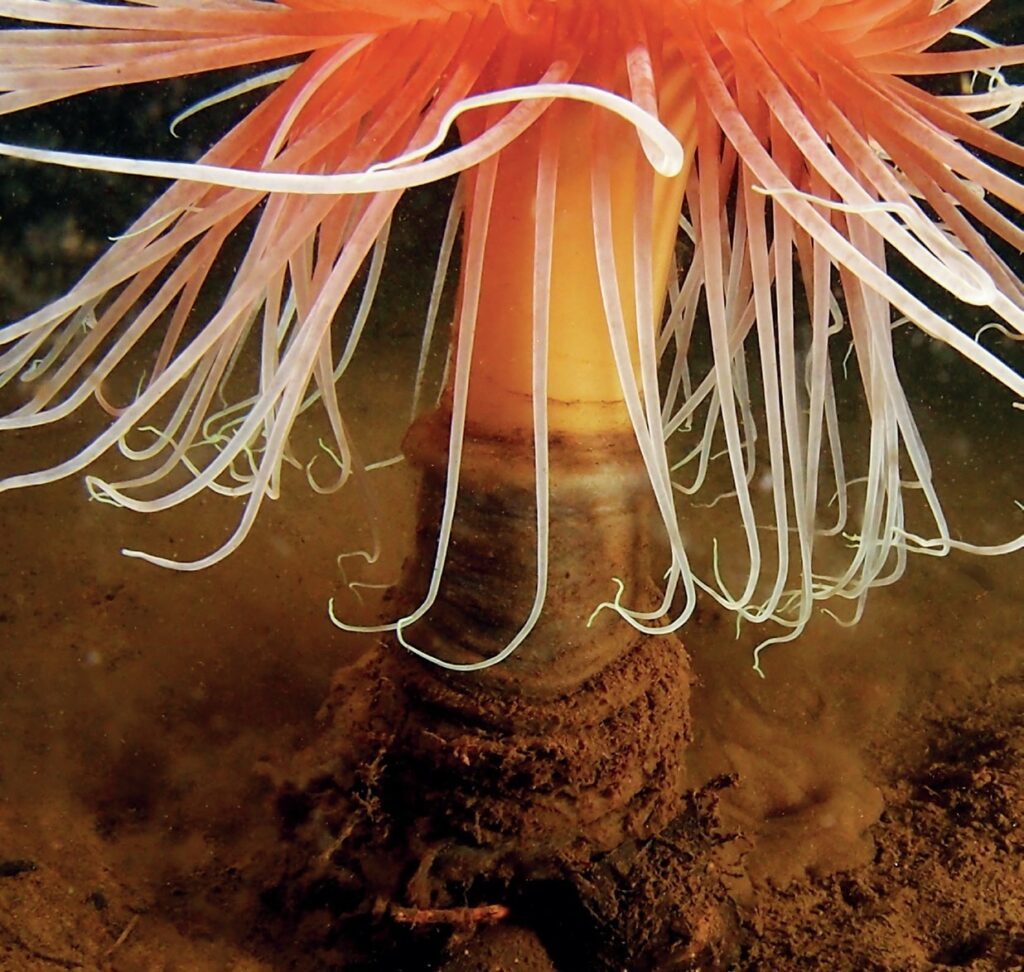 Fireworks anemone tube detail
