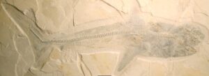 Complete fossil of the Ptychodus shark (Dr Romain Vullo)
