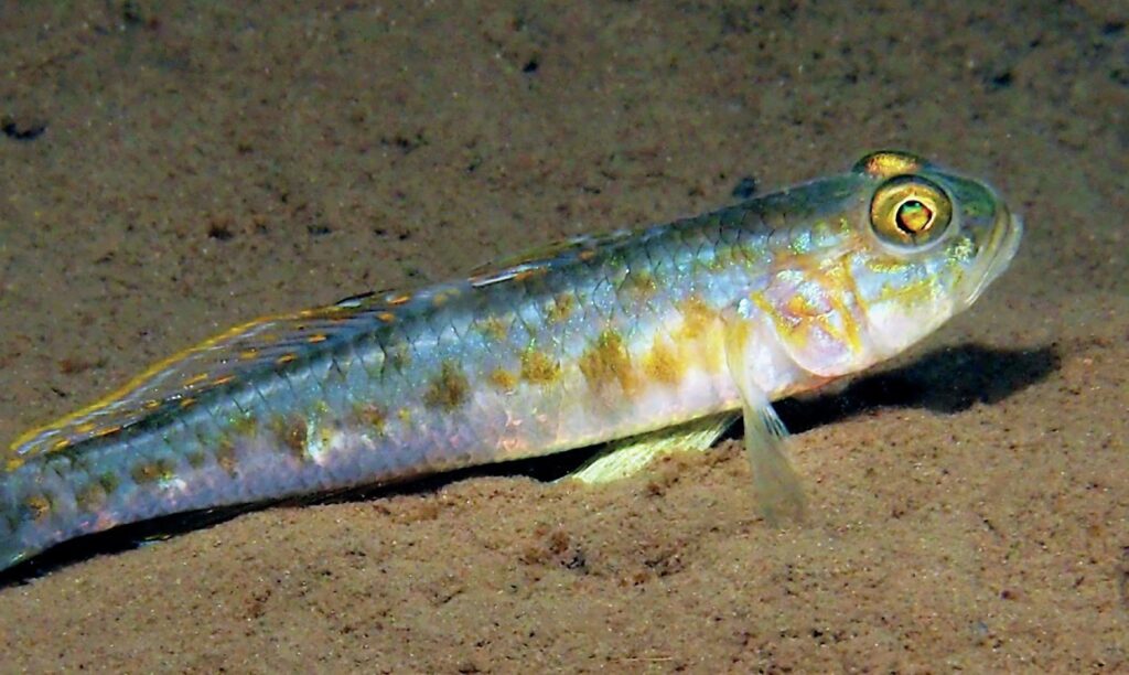 Fries goby