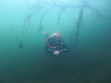 Oyster Diving - There is much to explore beneath the surface