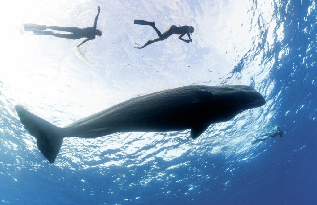 Snorkeller dwarfed by a sperm whale