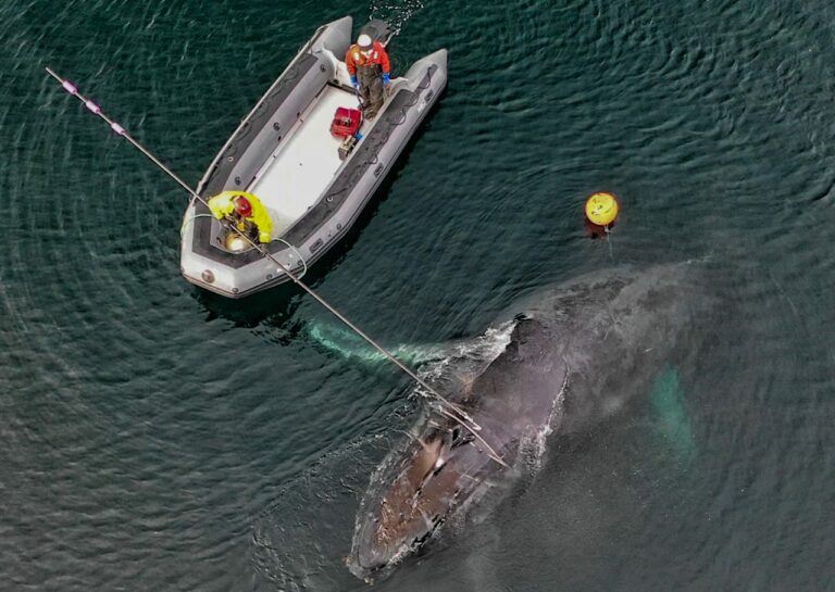 Marine mammal responders use a knife to cut a rope entangling a humpback whale (Andy Dietrick / NOAA)
