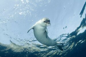 Mediterranean monk seal could benefit from new Greek MPA (Zafer Kizilkaya)