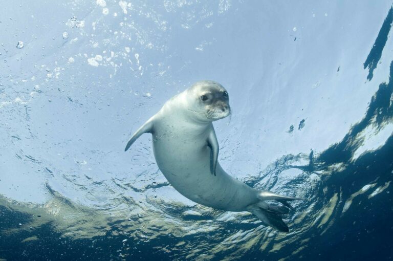 Mediterranean monk seal could benefit from new Greek MPA (Zafer Kizilkaya)