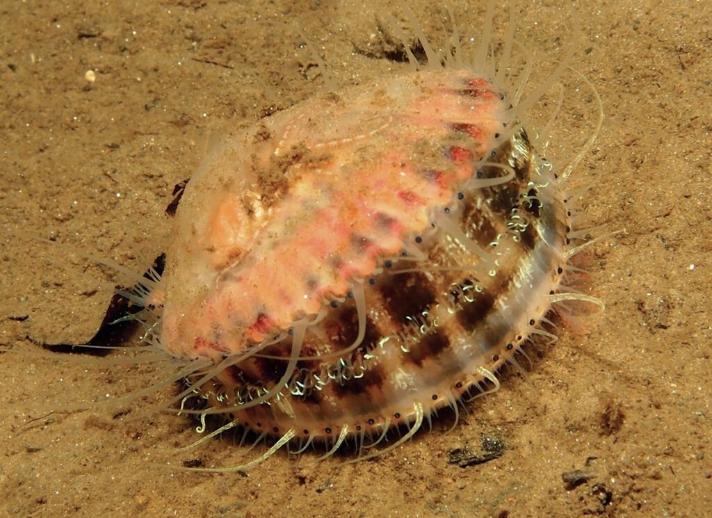 Queen scallop