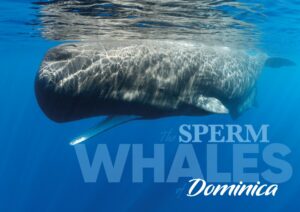 The Sperm Whales Dominica