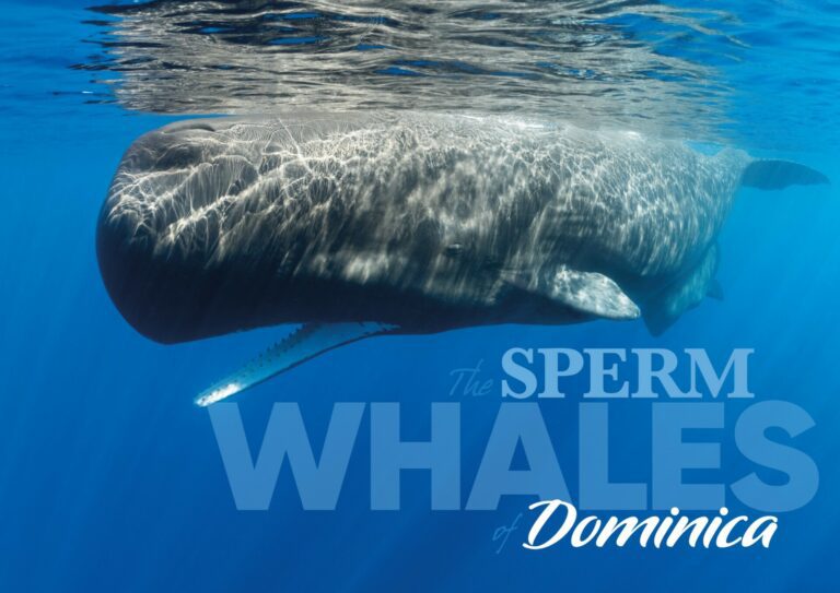 The Sperm Whales Dominica
