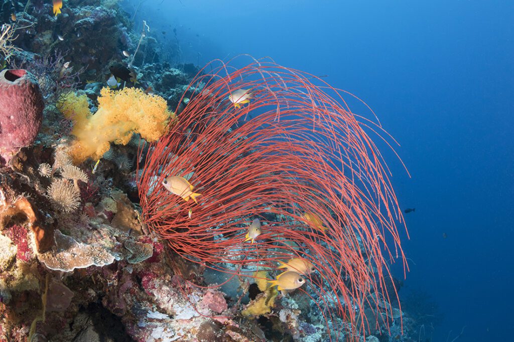 Typical reefs inside Wakatobi.