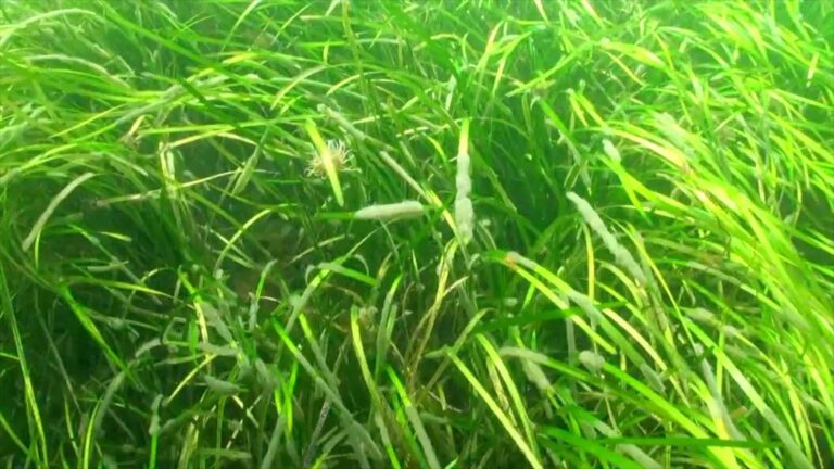 Seagrass bed (NatureScot)