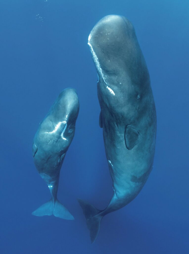 Sperm whale and her calf