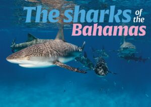 The Sharks Of The Bahamas