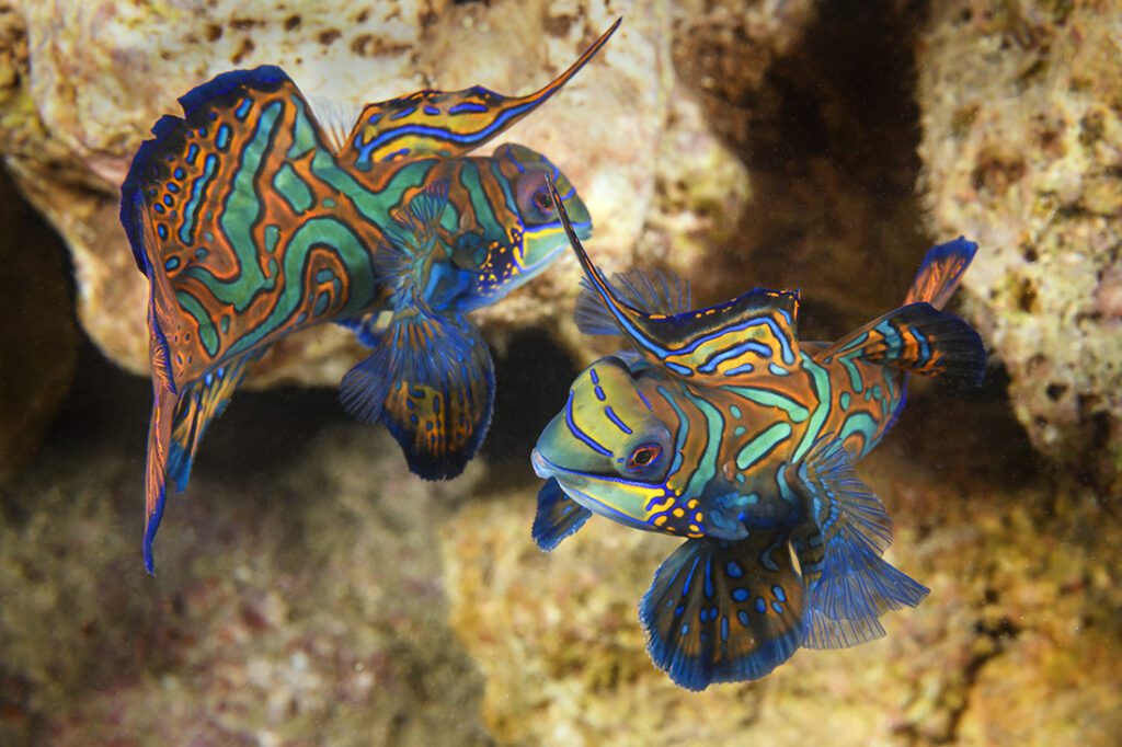 Two male mandarinfish spare with each as dusk approaches at the dive site Magic Pier.