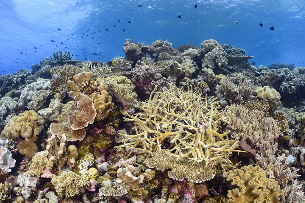 Top of the reef at the lagoon of Karang Kapota.