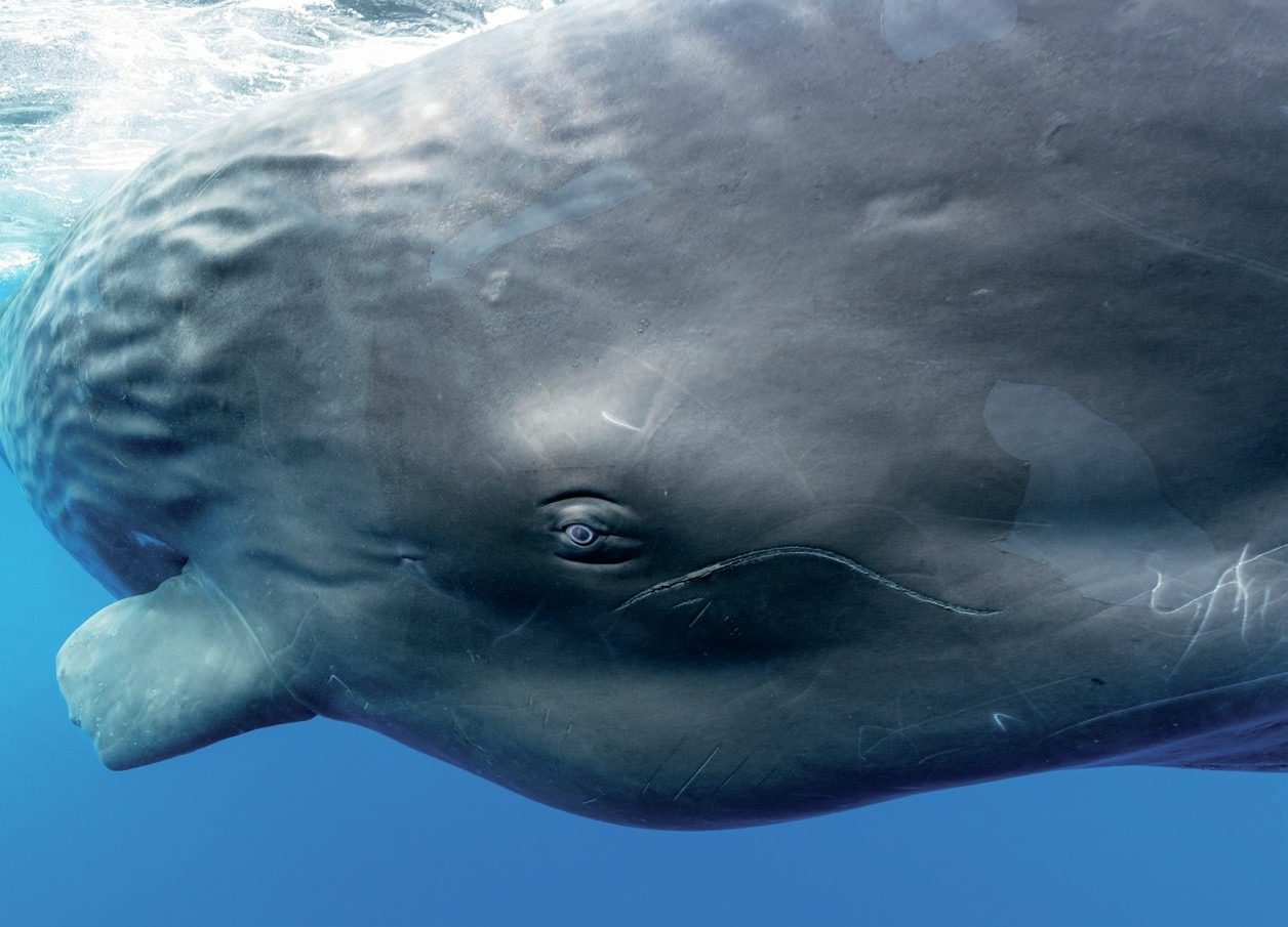 Sperm whales have tiny eyes