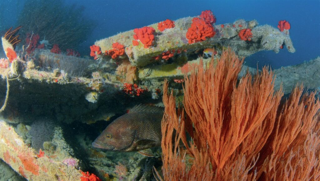 Grouper on the wreck