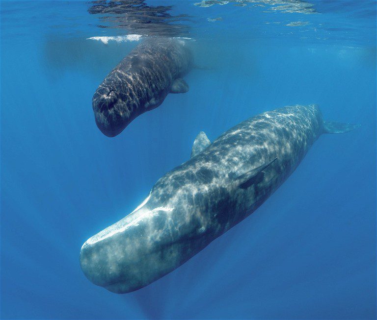 Sperm whales can put on a serious turn of speed