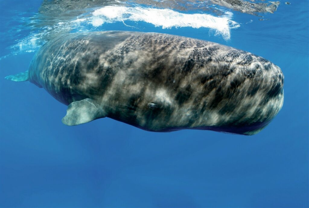 Close encounter with a sperm whale
