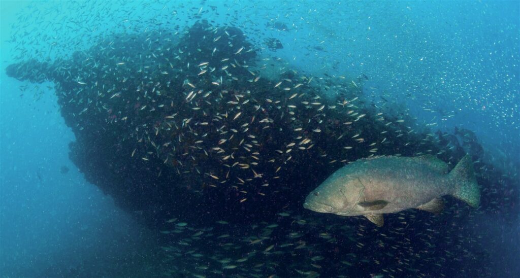 Monster grouper surround the wreck