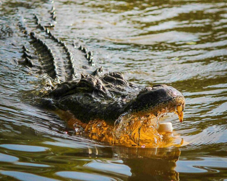 American alligator (pxhere.com)