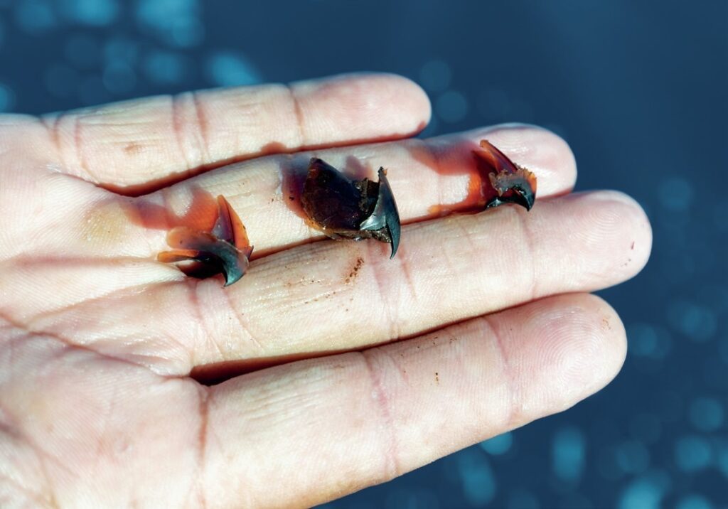 Beaks from diamond squid-primary prey for sperm whales off Dominica