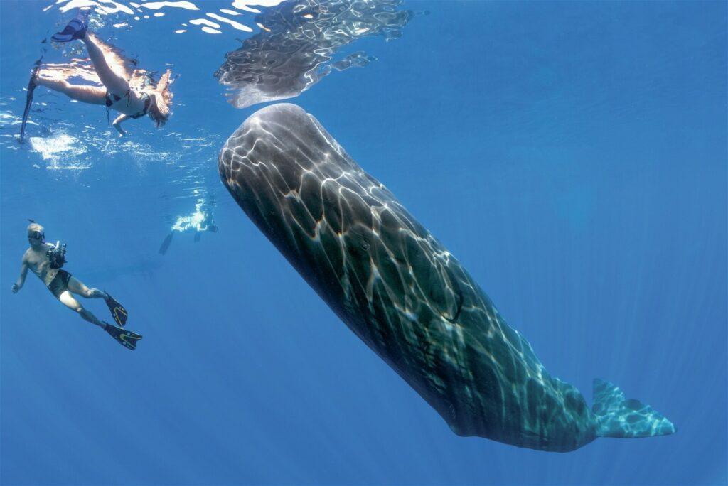 Sperm whale and snorkellers