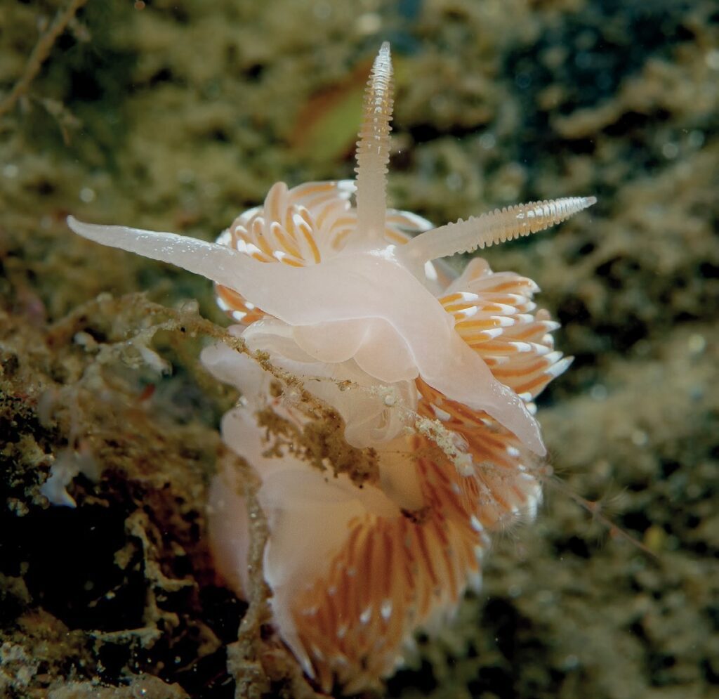 various-nudibranchs