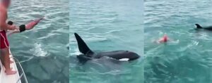 Man attacks orca - an incident that could have ended very differently, says DOC