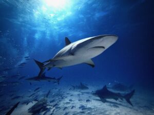 Caribbean reef shark (Dennis Hipp)