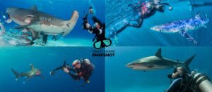 The Great Shark Snapshot (The Shark Trust)