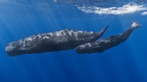 Sperm whale mother and calf (Gabriel Barathieu)