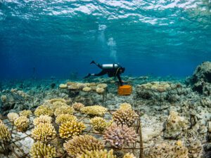 Maldives Coral Restoration Project