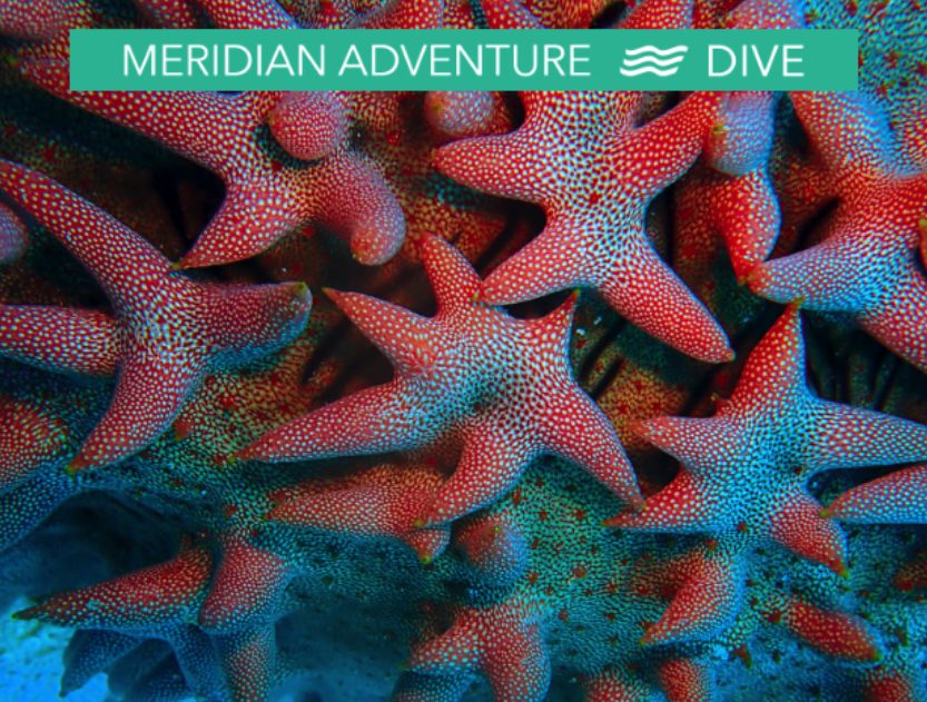 Meridian Adventure Dive Raja Ampat Specials