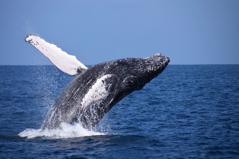 Whaling is no longer an issue, says group