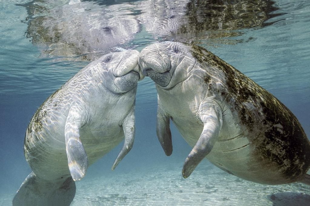 Florida manatee (Trichechus m. latirostris) is a subspecies of the West Indian manatee (Trichechus manatus).