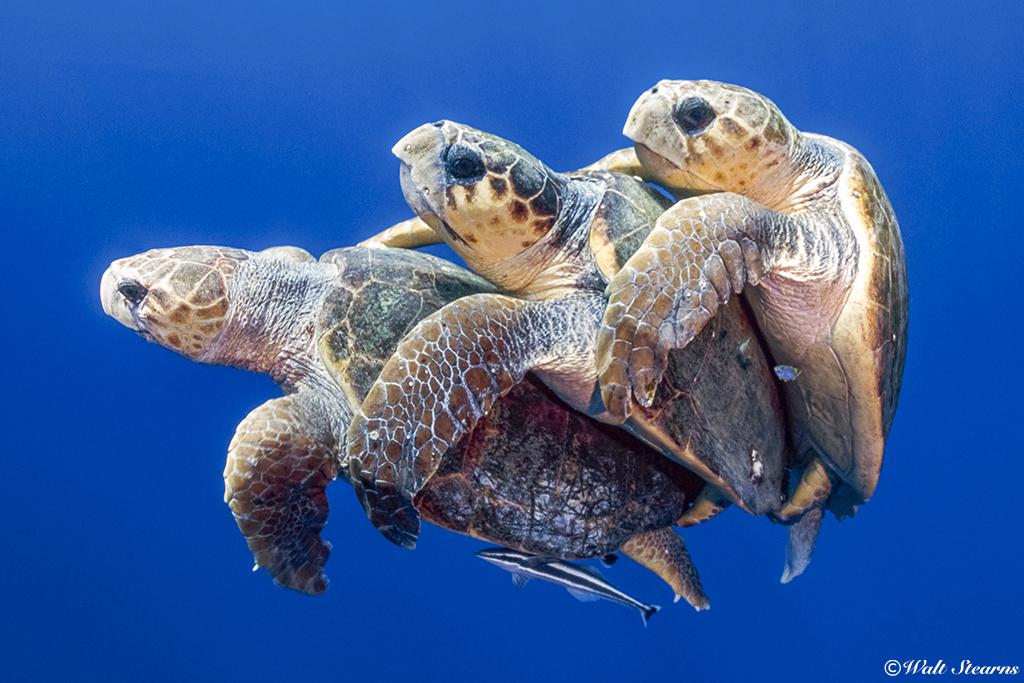 During mating season, the yearly ritual for adult loggerheads can get very heated with males jockeying for the chance to mate with viable females, which can sometimes ensue into a fight or two between suitors.
