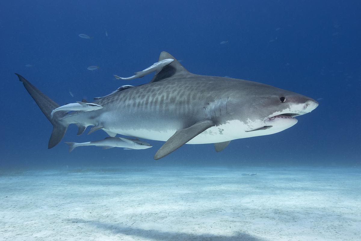 tiger shark