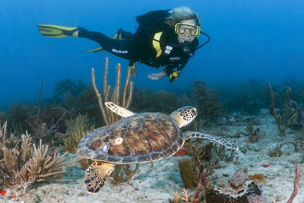 Diver with a young Atlantic green (Chelonia mydas) sea turtle.
