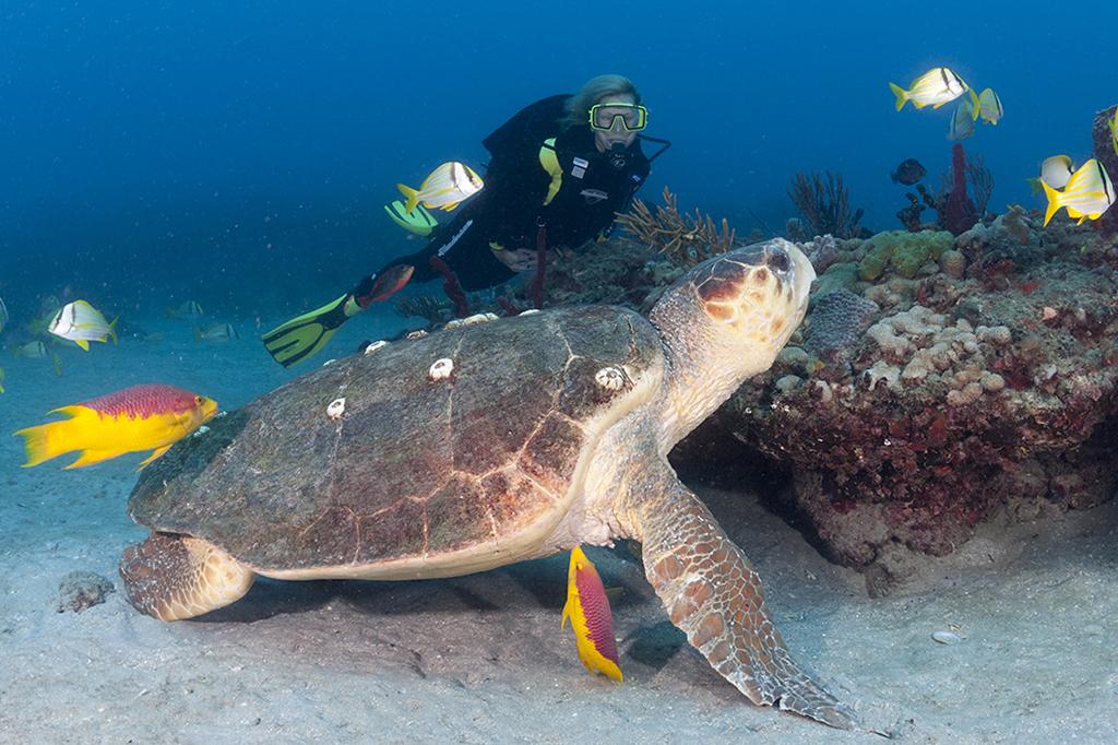 Diver with a large loggerhead sea turtle (Caretta caretta) on the reef offshore of Florida's Palm Beaches.