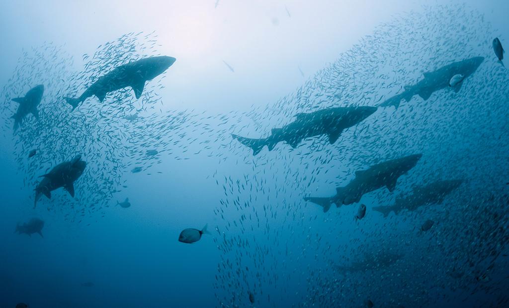 A cluster of sand tiger sharks appear almost suspended in place in the upper water column.