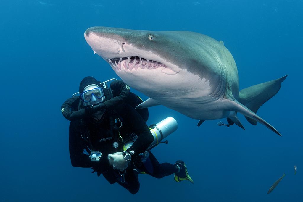 A rebreather diver going eye-to-eye with a large sand tiger shark on the wreck of the Caribsea in North Carolina.