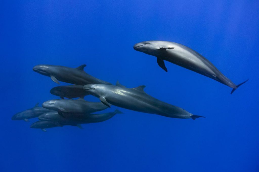 A small pod of false killer whale (Pseudorca crassidens) makes a fly by at Roca Partida.