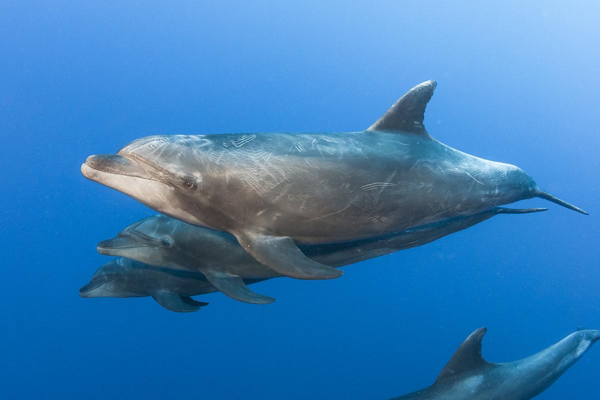 pod of bottlenose dolphins