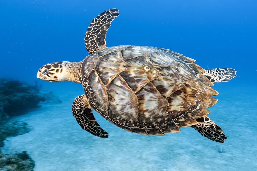 An Atlantic hawksbill (Eretmochelys imbricata) turns on it's side to fully display its shell as a means of defensive posturing against would be predators.