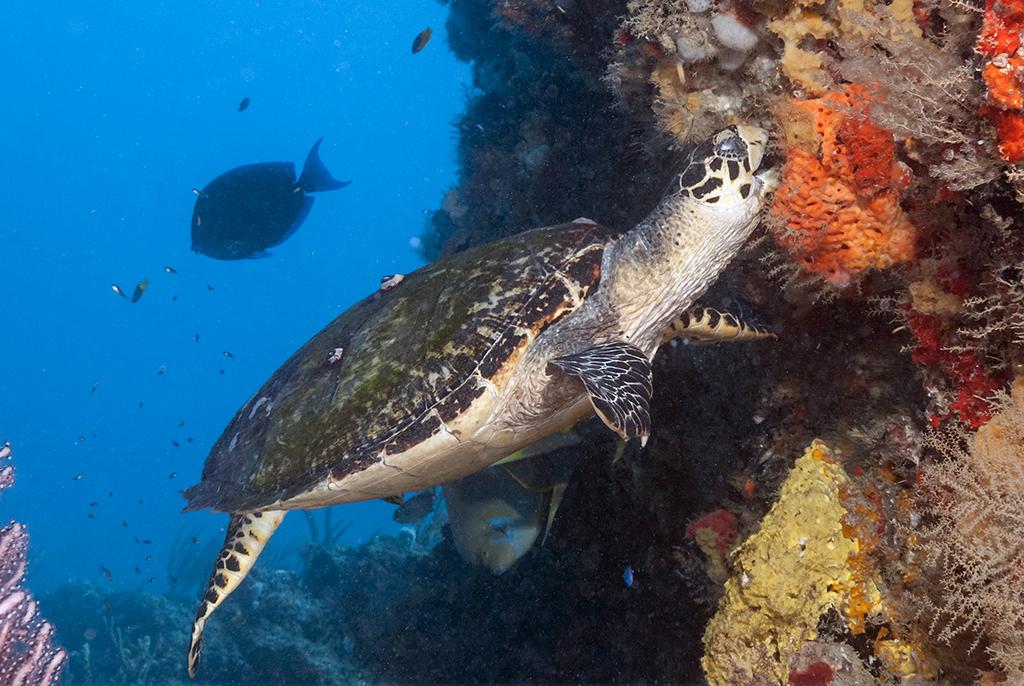 An Atlantic hawksbill (Eretmochelys imbricata) are what can be called a spongivore as it constitutes 70–95% of their diet.