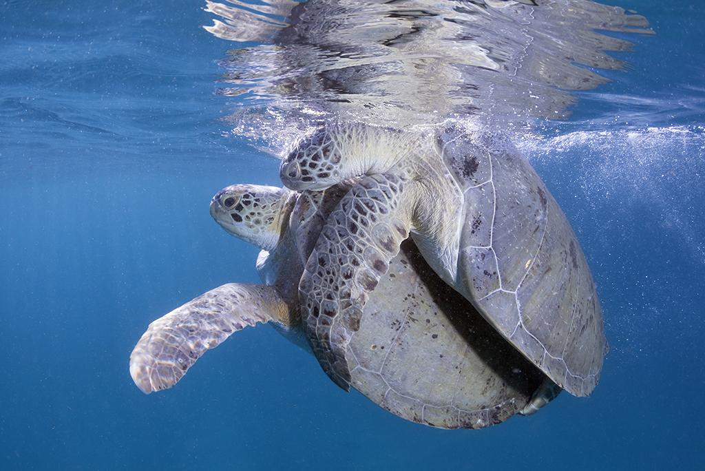 During the early part of June through August is good time for witnessing green sea turtles mating, which often takes place at or near the surface.