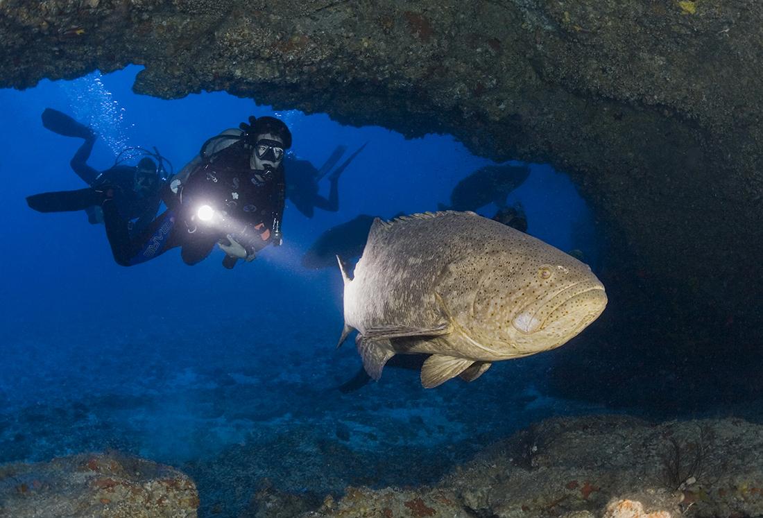 Diver at The Hole with a very large Goliath grouper.