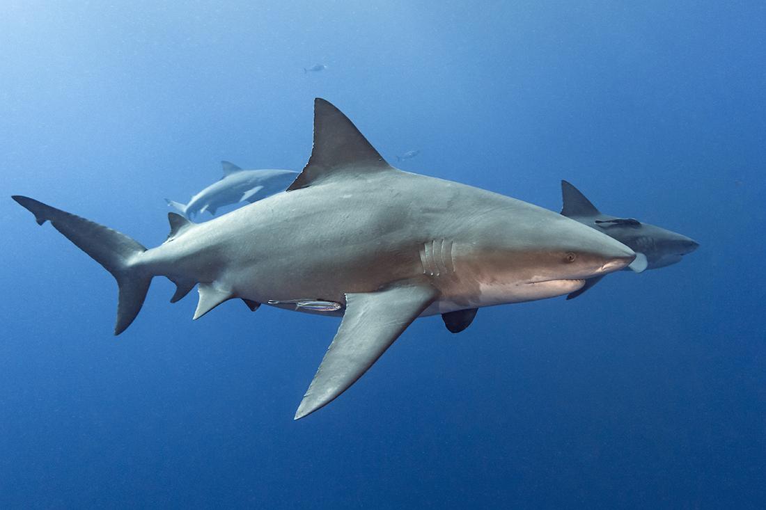 Large bull sharks (Carcharhinus leucas) are regular residents commonly seen cruising up down along the deep ledge.