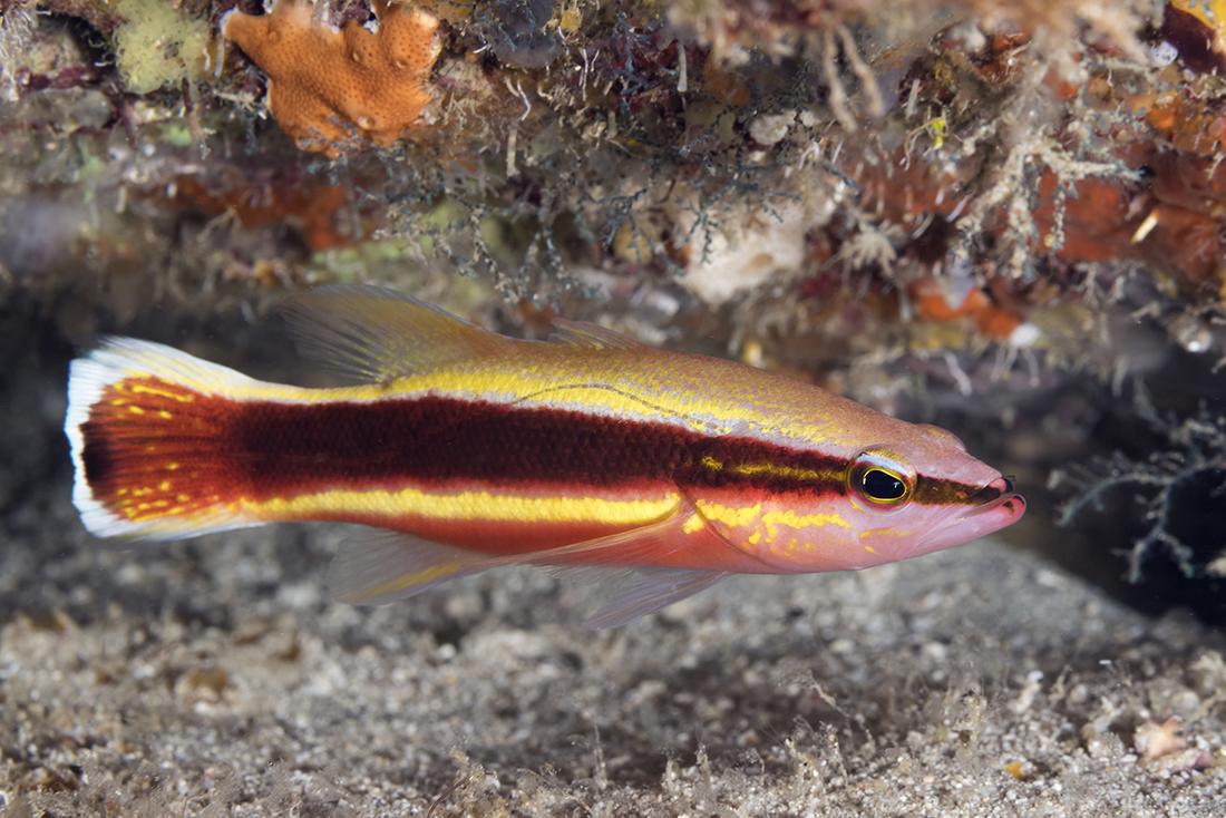 Not all cool things that can be seen at the Hole-in-the-Wall are large. That includes the Wrasse Basslet (Liopropoma eukrines), a deep-water species of reef basslet that dwells in recesses of the reef along the deep ledge.