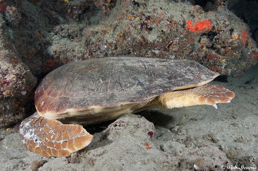 After her nighttime journey to shore to lay eggs, this large loggerhead spends the day sleeping and recouping her energy.